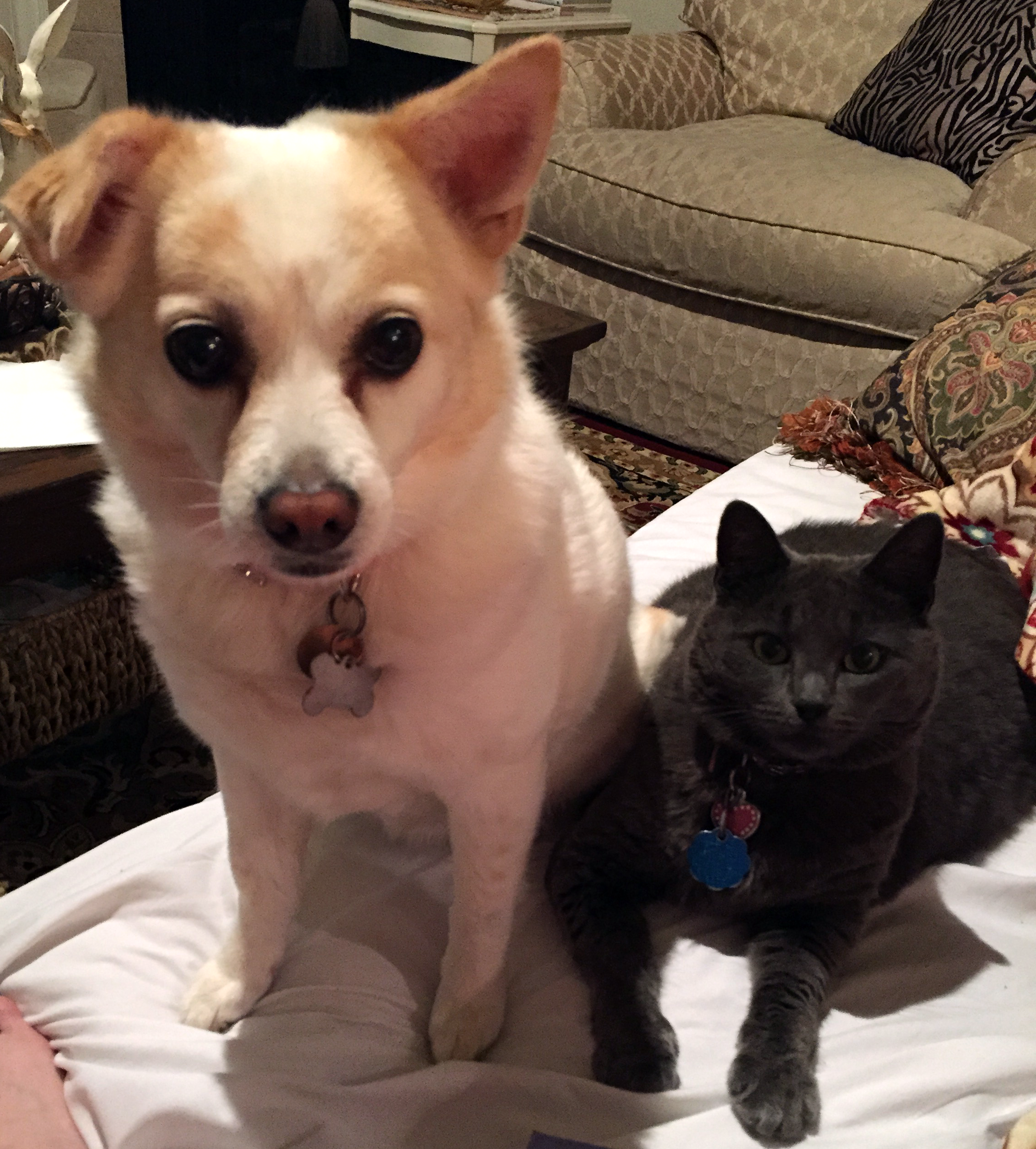 Photo: Dog and a cat sitting next to each other. Photo by The Signal reporter Shelby Starr.