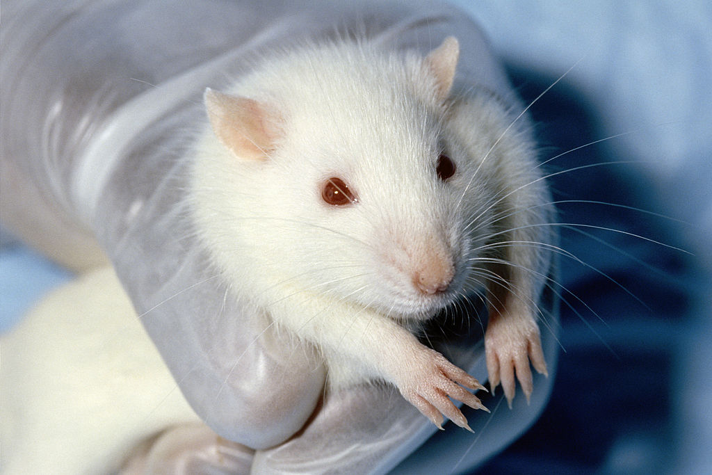 White lab rat being held by a gloved hand. Photo courtesy of Creative Commons.