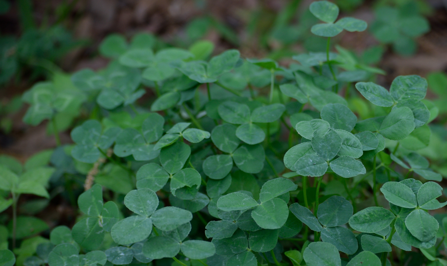 A patch of shamrocks on the UHCL campus. Photo courtesy of Leif Hayman.