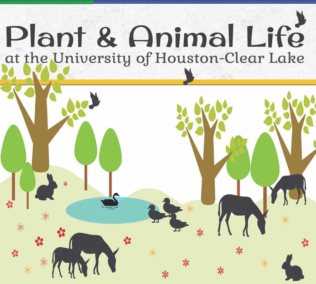 INFOGRAPHIC: Plant and animal life on UHCL campus – UHCL The Signal