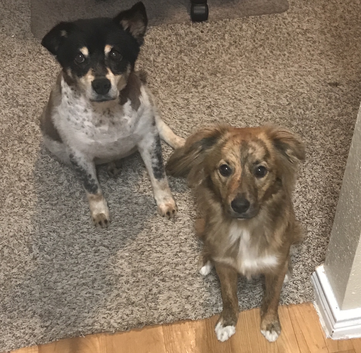 PHOTO: Sam (left) and Artemis (right) take shelter in The Signal reporter, Sarah King's apartment during Hurricane Harvey. Photo by The Signal reporter Sarah King.