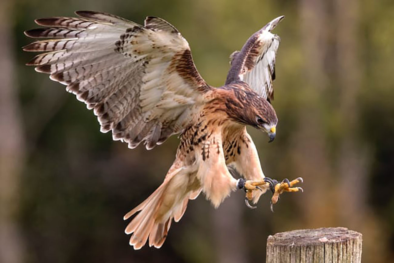 A hawk with its wings spread open, getting ready to land on a post.