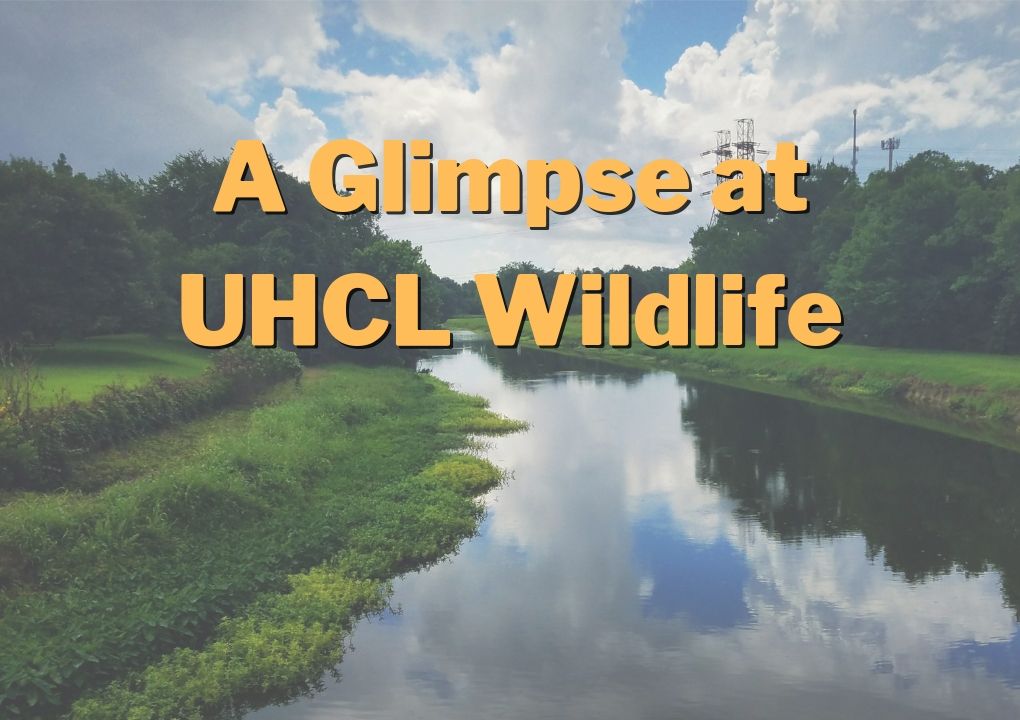GRAPHIC: Combined photograph and digital text image. The photographic background shows the bayou on UHCL. The text reads "A Glimpse at UHCL Wildlife." Graphic by The Signal reporter Jennifer Martinez