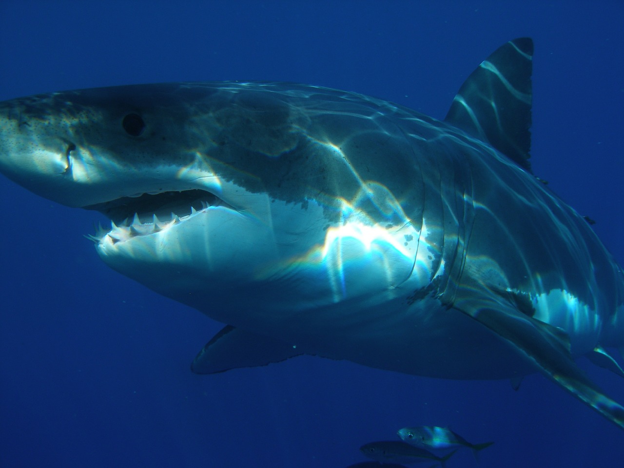 PHOTO: Shark Week 2019 takes place the week of July 28. Photo courtesy of skeeze of Pixabay.