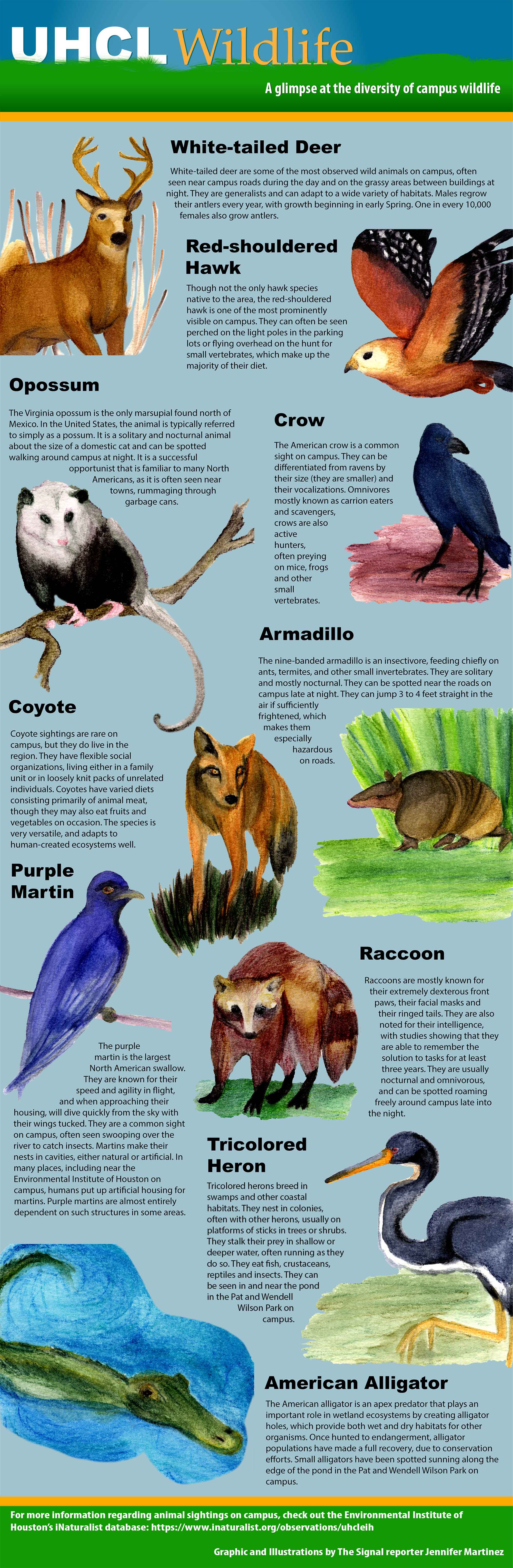 GRAPHIC: Combined computer and traditional illustration depicting various wildlife found at UHCL, including brief facts to go along with the images of animals. Animals include: white-tailed deer, red-shouldered hawk, opossum, crow, coyote, armadillo, purple martin, raccoon, tricolored heron, and American alligator. Graphic and illustrations by The Signal reporter Jennifer Martinez.