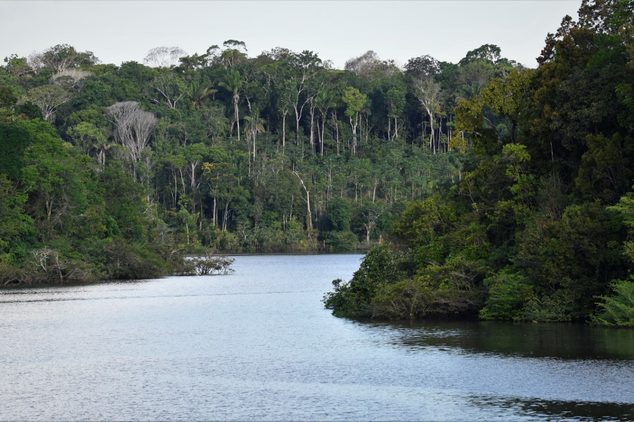 PHOTO: The Amazon Rainforest takes up 60% of Brazil. Photo courtesy of Cindy Howard.