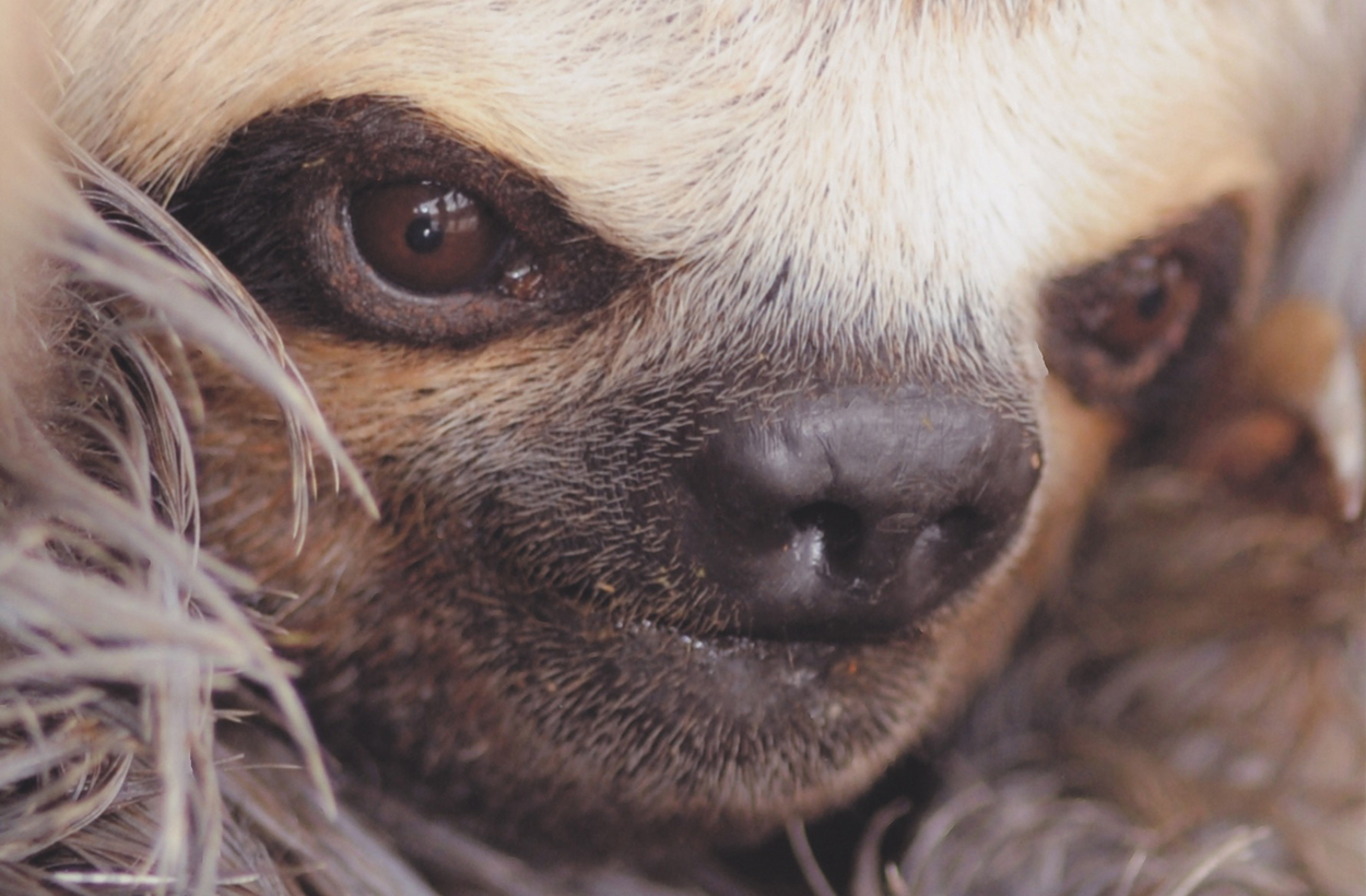 PHOTO: A close up shot of a brown three-toes sloth. Photo courtesy of Nicole Cloutier-Lemasters and Cynthia Howard