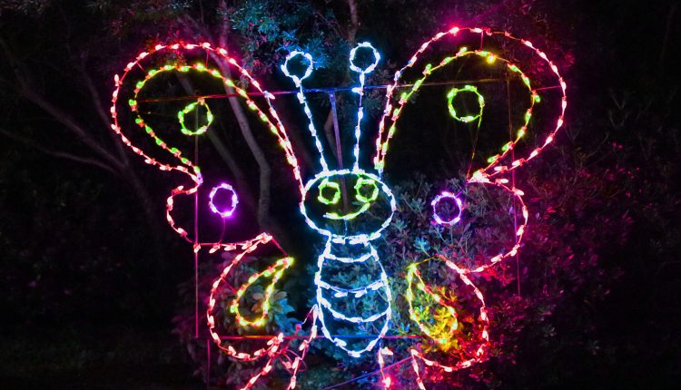 PHOTO: A large colorful butterfly is displayed at Moody Gardens Festival of Lights tour. Photo by The Signal reporter Emily Dundee.