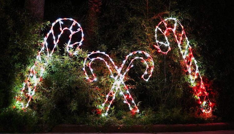 PHOTO: Large candy cane Christmas lights are displayed in bamboo at Moody Gardens Festival of Lights tour. Photo by The Signal reporter Emily Dundee.