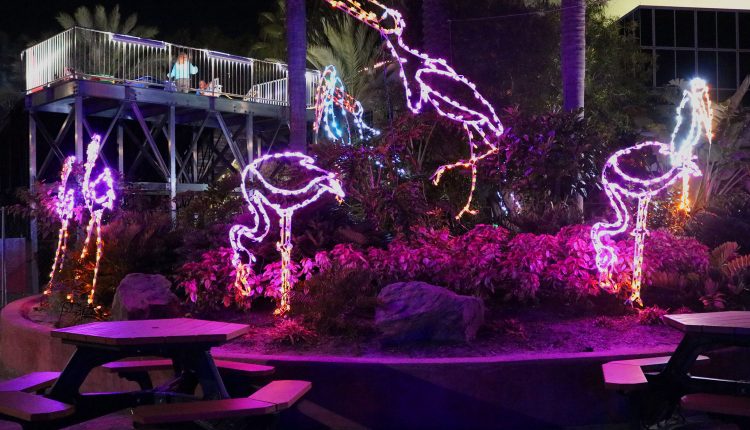 PHOTO: Pink flamingo light displays are shown at Moody Gardens Festival of Lights. Photo by The Signal reporter Emily Dundee.