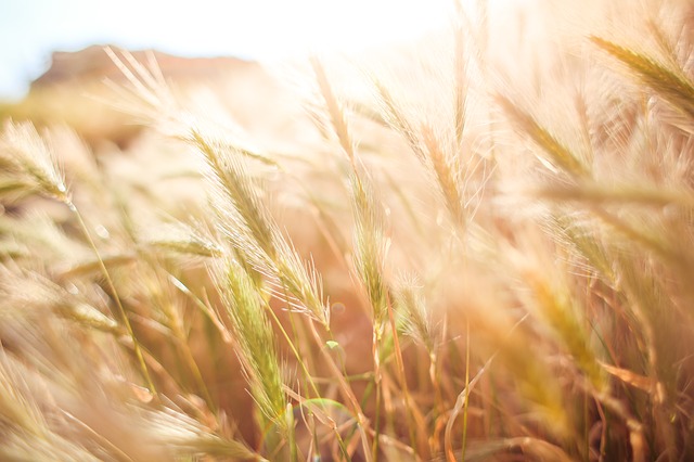PHOTO: Barley plants sway gently in the wind, illuminated by golden light of the sun.
