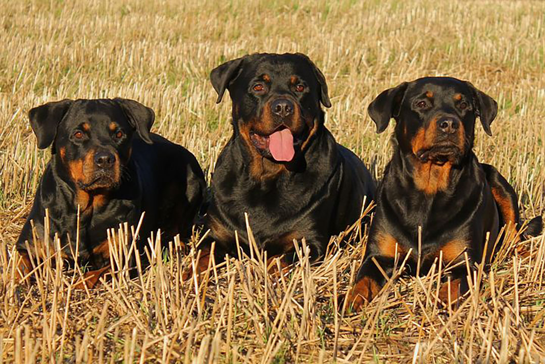 PHOTO: Three Rottweiler dogs in field. Photo courtesy of TeamK on Pixabay. SOURCE: https://pixabay.com/photos/rottweiler-dog-dogs-323261/