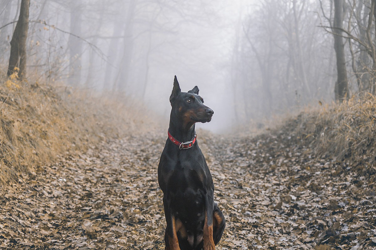 PHOTO: Doberman Pinscher in the field. Photo courtesy of patstatic on Pixabay. SOURCE: https://pixabay.com/photos/doberman-pinscher-dog-pet-field-1177935/