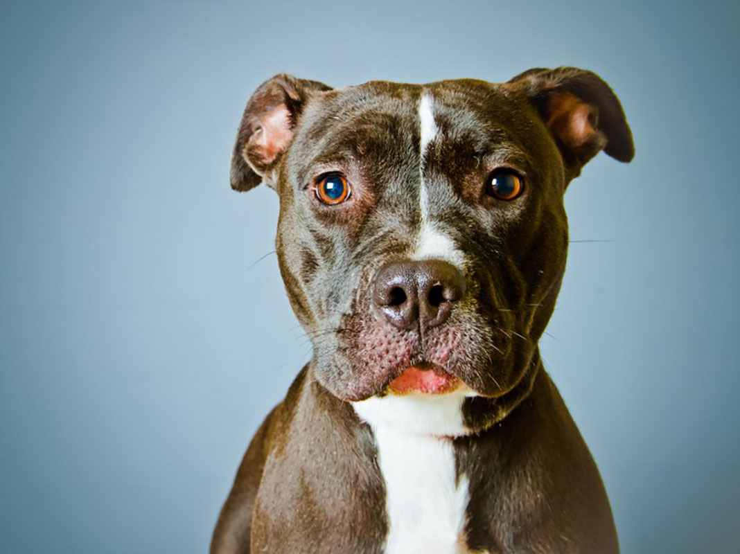 PHOTO: Pit Bull pictured in a front of a blue background. Photo courtesy of Pixabay SOURCE: https://pixabay.com/images/search/pit%20bull/