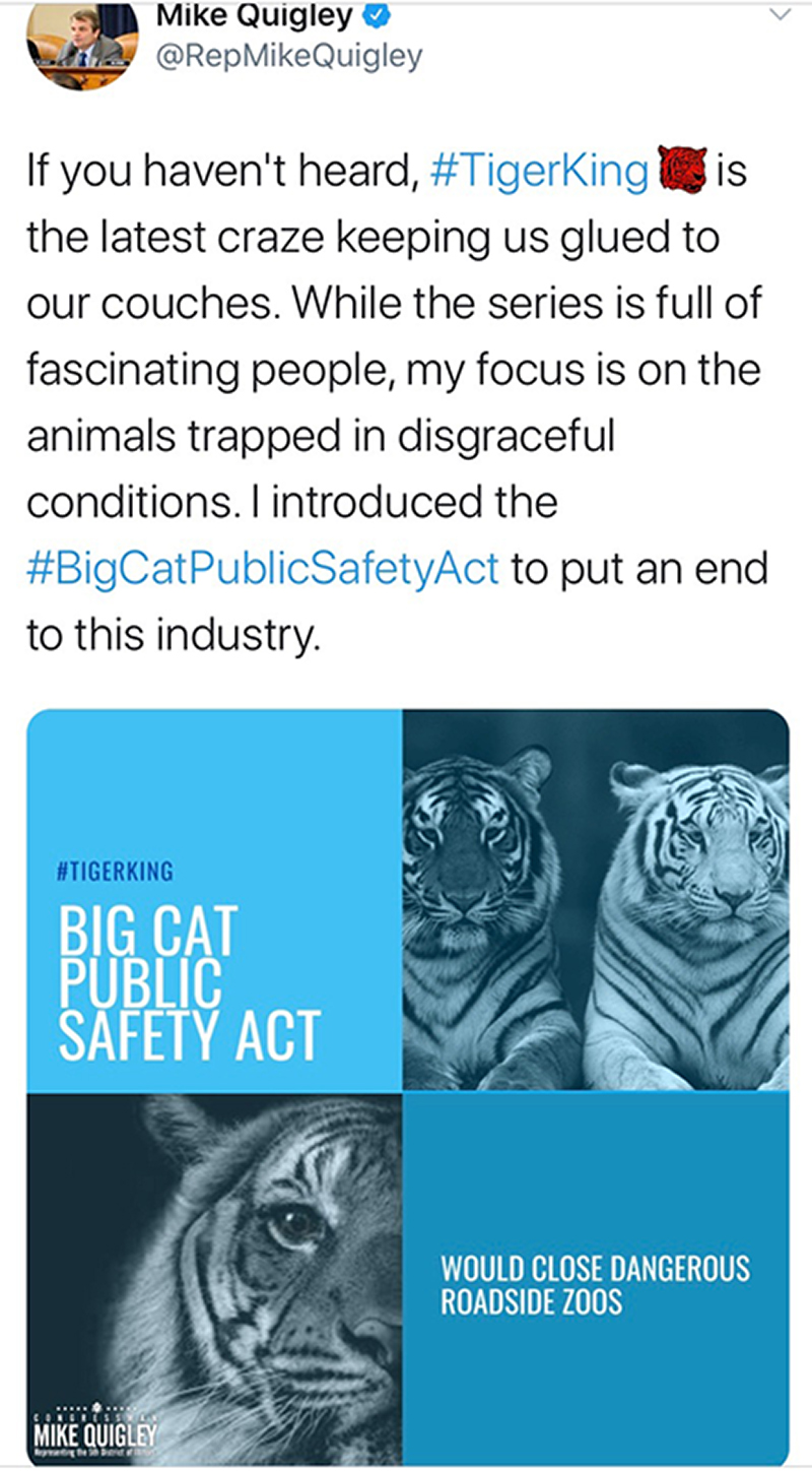 SCREENSHOT: Mike Quigley, one of the sponsors from the House of Representatives tweeting about Tiger King documentary and urging people to support the Big Cat Bill. Screenshot by the Signal reporter Jenna Schaub
