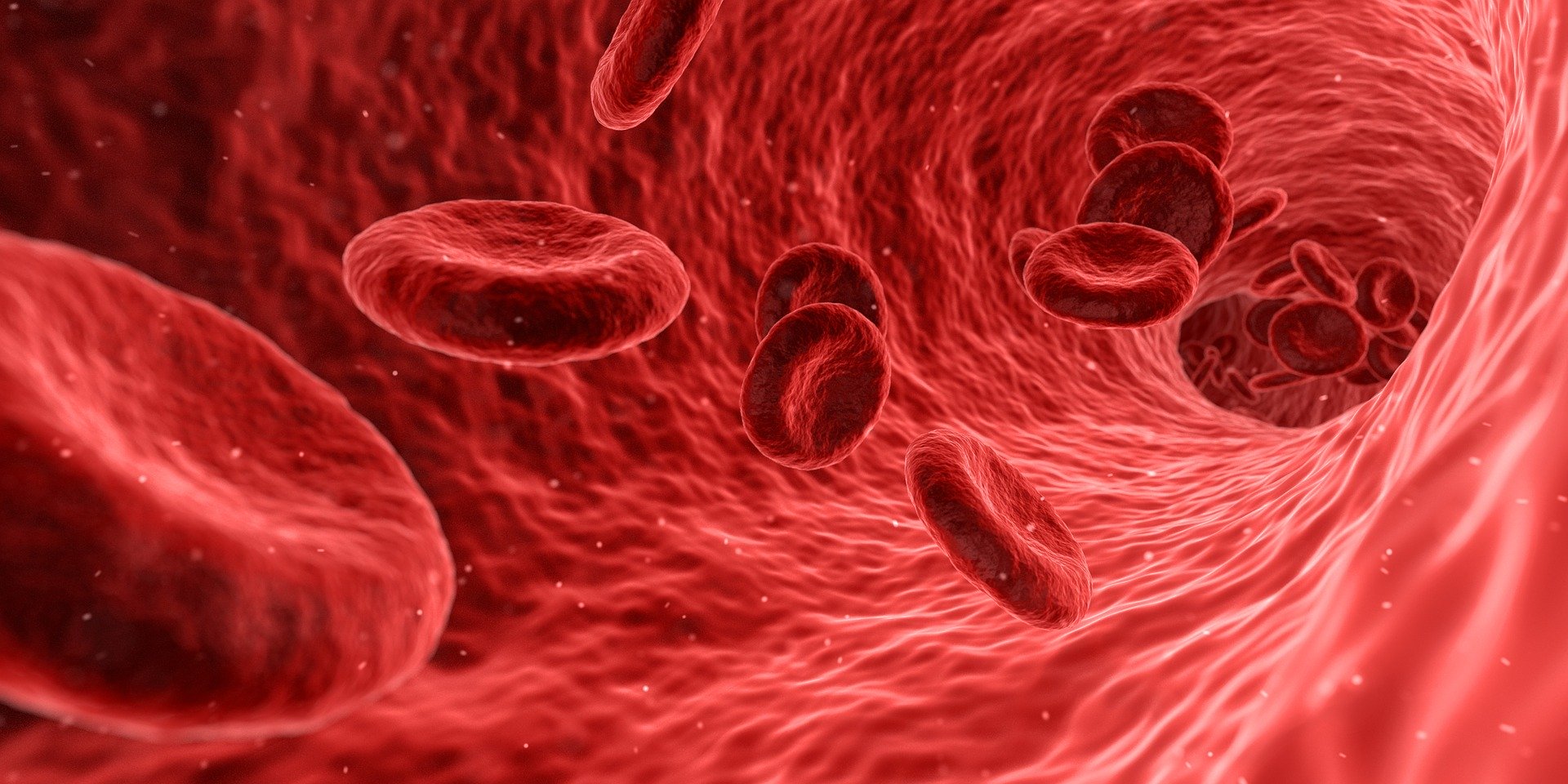 Red cells in the bloodstream. Image by Arek Socha from Pixabay.