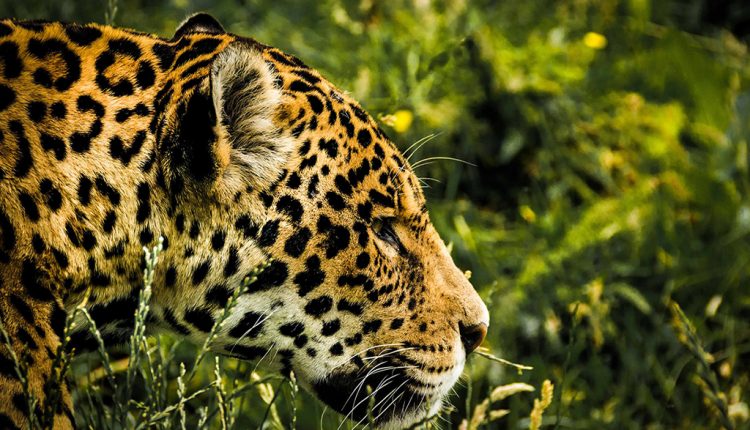 PHOTO: According to the Smithsonian, as of 2020, there are approximately 15,000 jaguars left in the wild. Photo courtesy of Pixabay via Pexels.com. SOURCE: https://www.pexels.com/photo/animal-big-big-cat-blur-235674/
