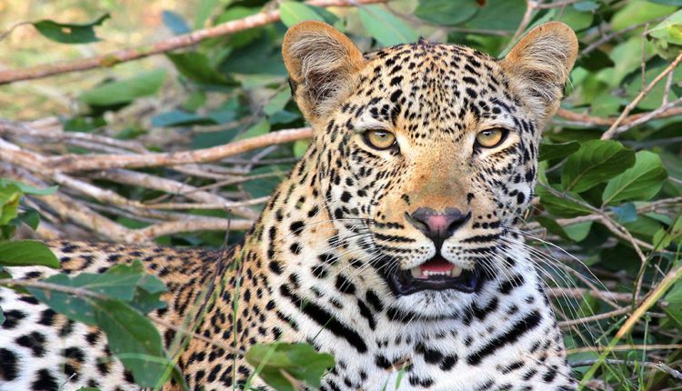 PHOTO: According to National Geographic, as of 2020, there are approximately 60 leopards left in the wild. Photo courtesy of Pixabay via Pexels.com.