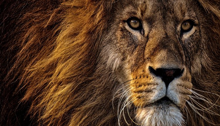 PHOTO: According to the World Wildlife Fund (WWF), as of 2020, there are approximately 20,000 lions left in the wild and according to National Geographic, at least 7,000 in captivity. Photo courtesy of Alexas Fotos via Pexels.com. SOURCE: https://www.pexels.com/photo/close-up-photo-of-lion-s-head-2220336/