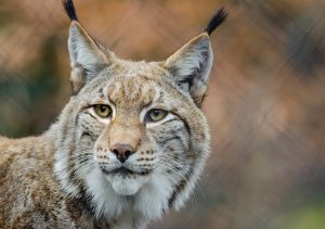 PHOTO: According to WWF, as of 2020, there are approximately 100 lynx left in the wild. Photo courtesy of Flickr via Pexels.com. SOURCE: https://www.pexels.com/photo/brown-and-white-lynx-in-close-photography-148715/