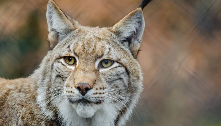 PHOTO: According to WWF, as of 2020, there are approximately 100 lynx left in the wild. Photo courtesy of Flickr via Pexels.com. SOURCE: https://www.pexels.com/photo/brown-and-white-lynx-in-close-photography-148715/