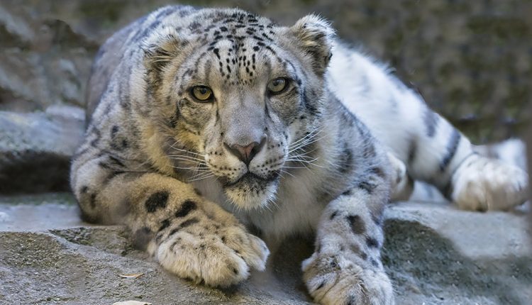 PHOTO: According to WWF, as of 2020, there are approximately 4,080 to 6,590 snow leopards left in the wild and according to National Geographic at least 700 in captivity. Photo courtesy of Pixabay via Pexels.com. SOURCE: https://www.pexels.com/photo/animal-big-ground-fur-33581/