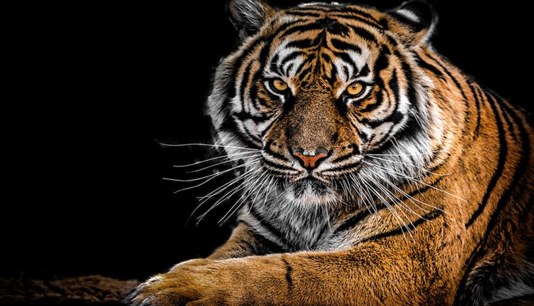 PHOTO: According to WWF, as of 2020, there are approximately 3,900 tigers left in the wild and at least 5,000 in captivity. Photo courtesy of George Desipris via Pexels.com. SOURCE: https://www.pexels.com/photo/close-up-photography-of-tiger-792381/