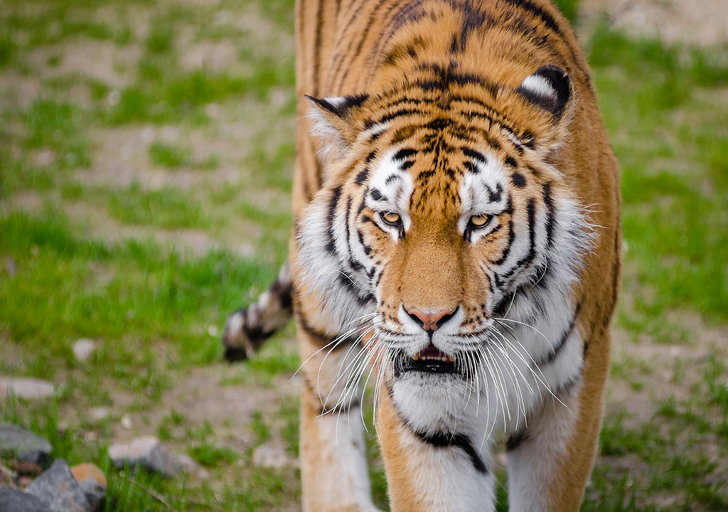 PHOTO: According to WWF, as of 2020, there are approximately 3,900 tigers left in the wild and at least 5,000 in captivity. Photo courtesy of Mathias Appel via Creativecommins.org. SOURCE: https://ccsearch.creativecommons.org/photos/7c9e4eac-97d3-40ea-9ed5-64cb1a6b7bfe