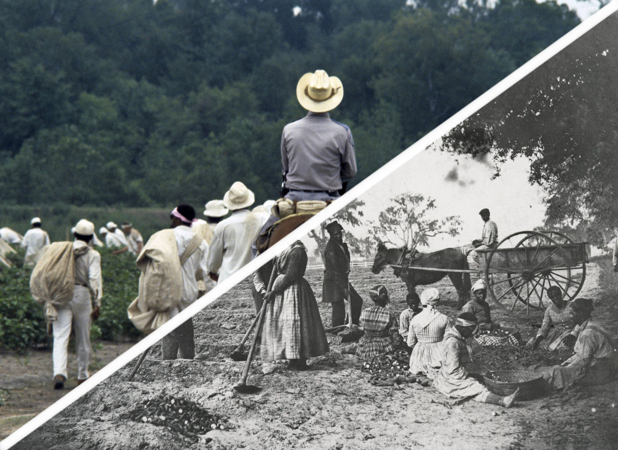 PHOTO: Two juxtaposed images. One showing a plantation in 1862 with another showing incarcerated people working a field in 1978. Graphic by The Signal Online Editor Alyssa Shotwell. Photos courtesy of The Marshall Project and The Library of Congress. SOURCES: https://en.wikipedia.org/wiki/File:James_Hopkinsons_Plantation_Slaves_Planting_Sweet_Potatoes.jpg, https://www.themarshallproject.org/2015/05/01/prison-plantations and https://www.loc.gov/resource/ppmsca.11398/