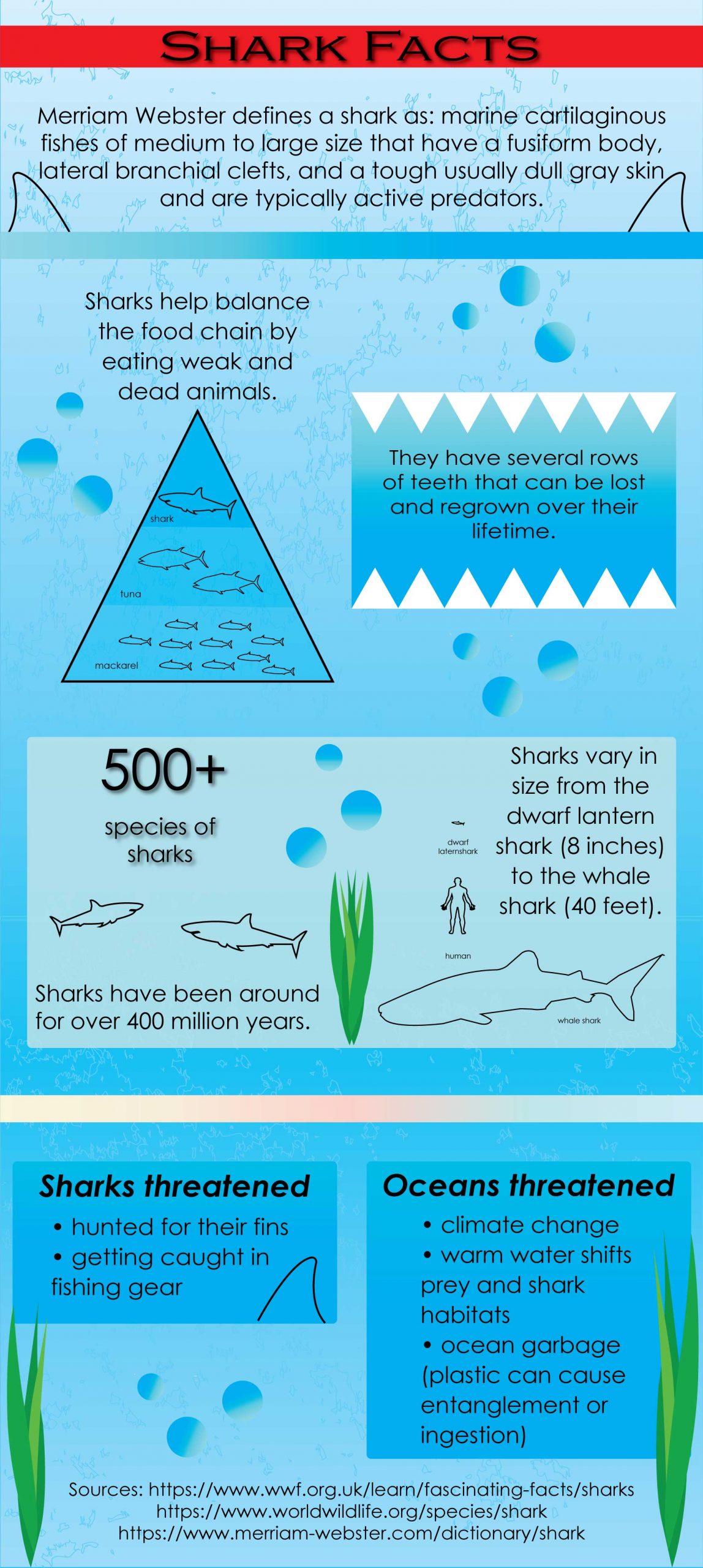 INFOGRAPHIC: At the top is a Merriam-Webster definition of a shark. Two shark fins graphics flank the sides of the text. Below the text are five different facts related to sharks. The last section is about sharks and oceans being threatened by hunting and climate change. Infographic by The Signal reporter Teagan Findler.
