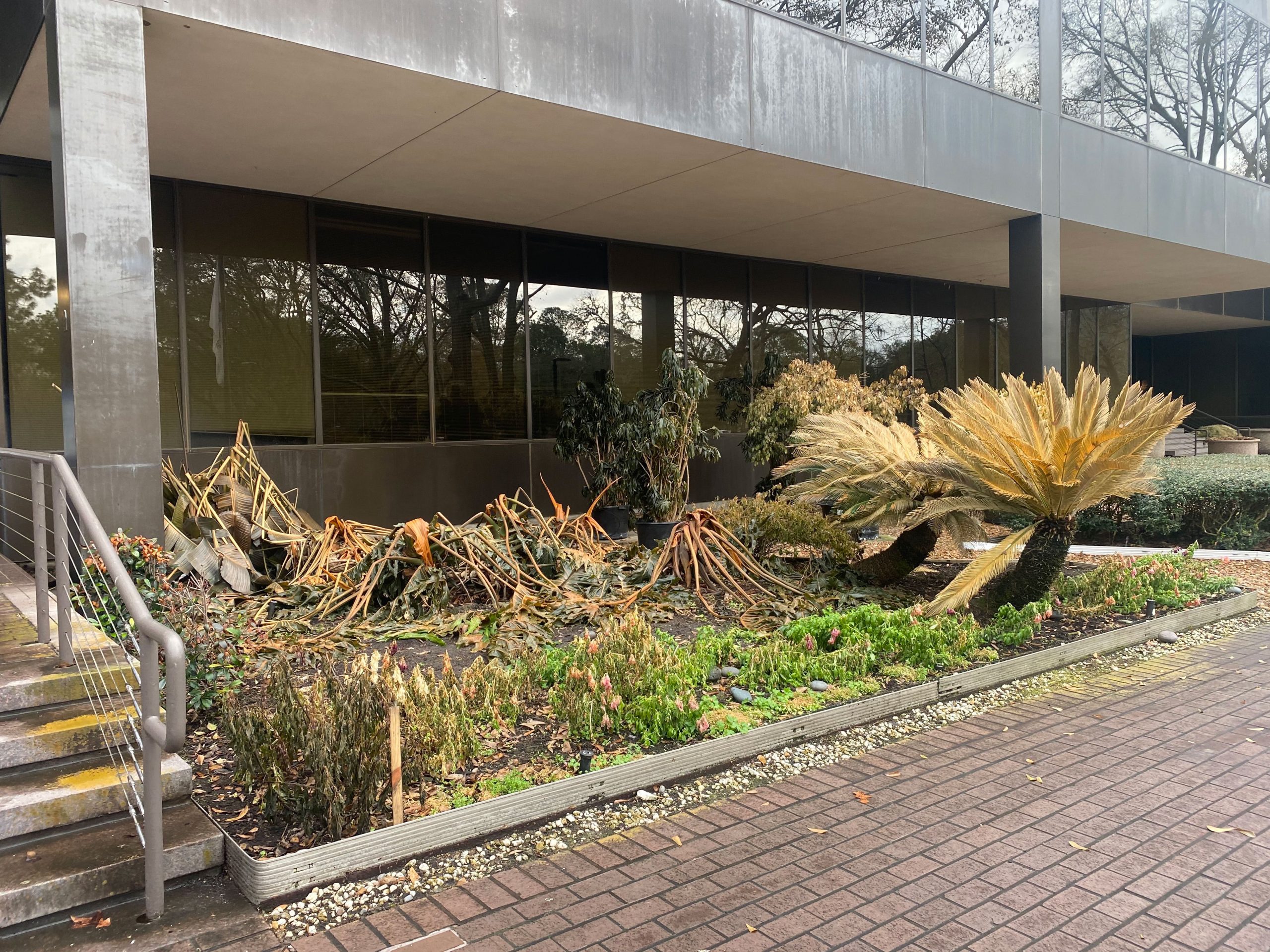PHOTO: Image depicts palm trees and other trees in front of one of UHCL's entrances. One of the trees is heavily withered as a result of Winter Storm Uri. Photo by The Signal Editor in Chief Emily Wolfe.