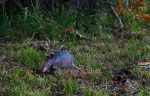 PHOTO: Armadillo foraging. Photo by The Signal reporter Xavier Munoz