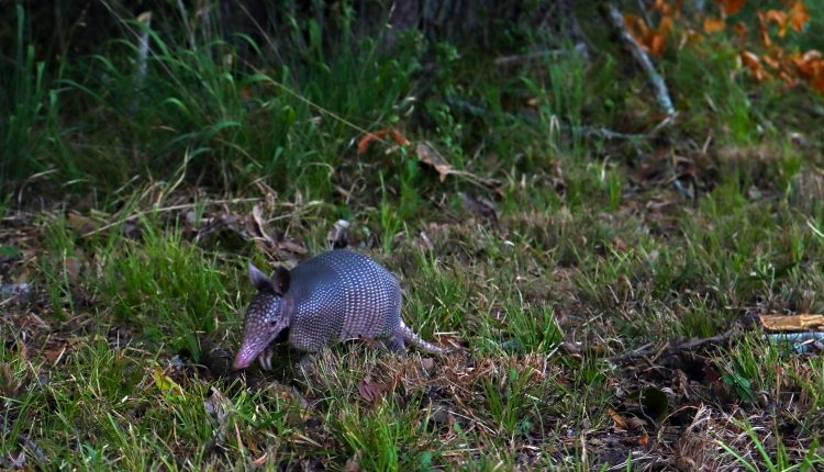 PHOTO: Armadillo foraging. Photo by The Signal reporter Xavier Munoz