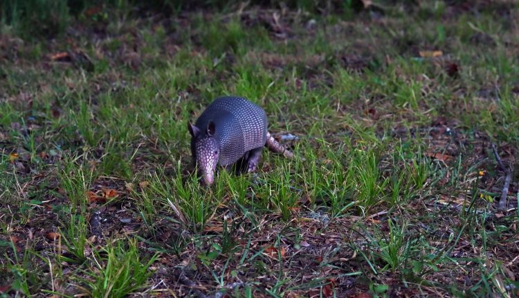 PHOTO: Armadillo in grass. Photo by The Signal reporter Xavier Munoz.