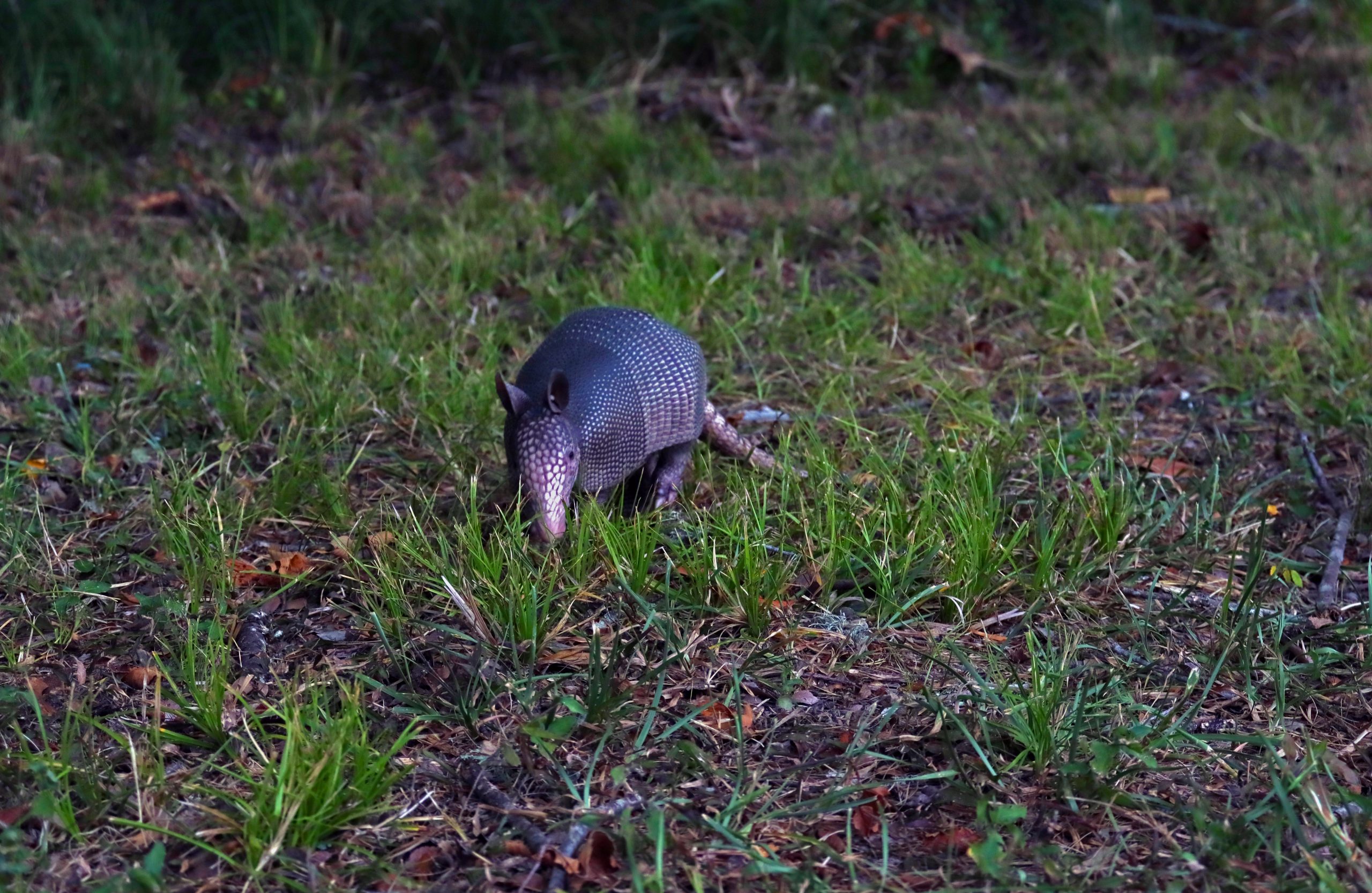 PHOTO: Armadillo in grass. Photo by The Signal reporter Xavier Munoz.