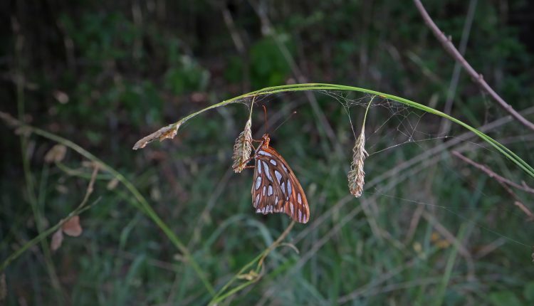 PHOTO: Butterfly hanging from grass. Photo by The Signal Xavier Munoz.