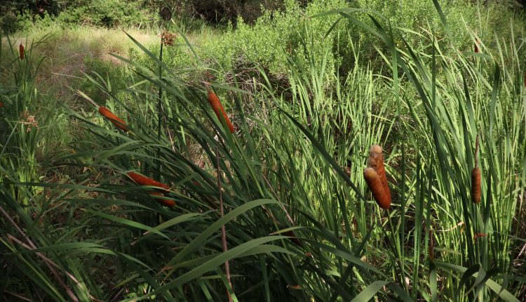 PHOTO: Cattail plants in wetlands. Photo by The Signal reporter Xavier Munoz.