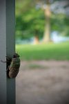 PHOTO: Cicada close up. Photo by The Signal reporter Xavier Munoz.