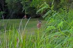 PHOTO: Two deer in wetlands. Photo by The Signal reporter Xavier Munoz.