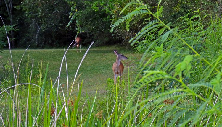 PHOTO: Two deer in wetlands. Photo by The Signal reporter Xavier Munoz.