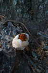 PHOTO: Fungus mushroom on tree. Photo by The Signal reporter Xavier Munoz.