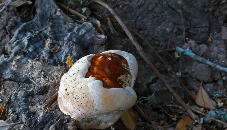 fungus mushroom on tree