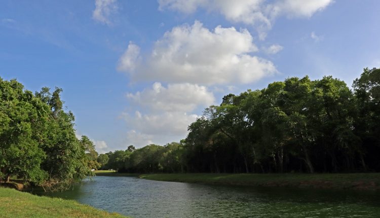 PHOTO: Landscape UHCL bayou. Photo by The Signal reporter Xavier Munoz.