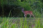 PHOTO: male deer. Photo by The Signal reporter Xavier Munoz.