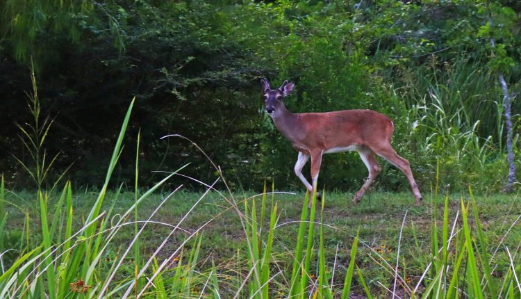 PHOTO: male deer. Photo by The Signal reporter Xavier Munoz.