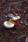 PHOTO: Mushroom fungus on forest floor. Photo by The Signal reporter Xavier Munoz.