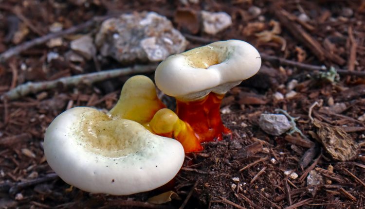 mushroom fungus on forest floor
