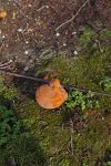 PHOTO: Mushroom on moss. Photo by The Signal reporter Xavier Munoz.