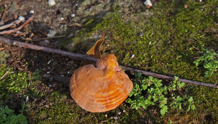 PHOTO: Mushroom on moss. Photo by The Signal reporter Xavier Munoz.
