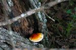 PHOTO: Mushroom on tree. Photo by The Signal reporter Xavier Munoz.